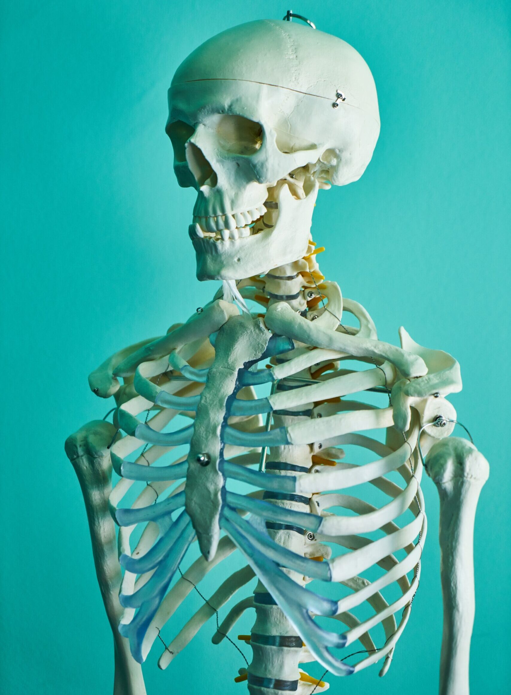 skeleton